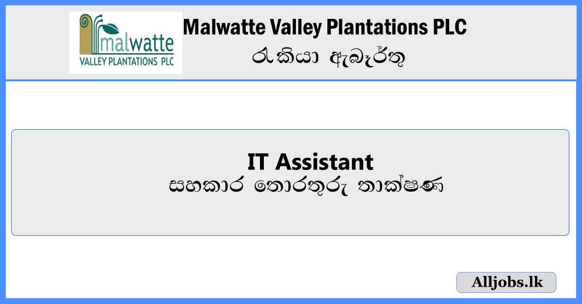 IT-Assistant-Malwatte-Valley-Plantations-PLC-Vacancies-2024-alljobs.lk